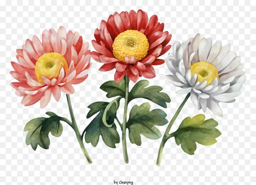 La Historieta，Las Flores De Crisantemo PNG
