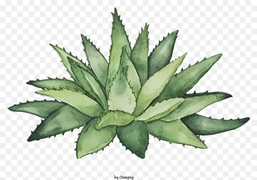 La Historieta，El Aloe Vera Plant PNG