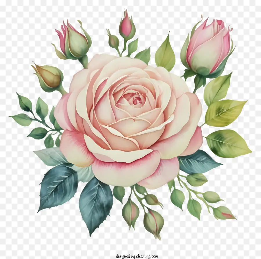 La Historieta，Beautiful Rose PNG