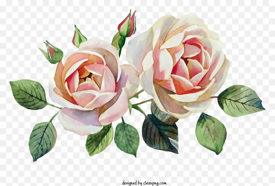 Dibujos Animados，Rosas PNG