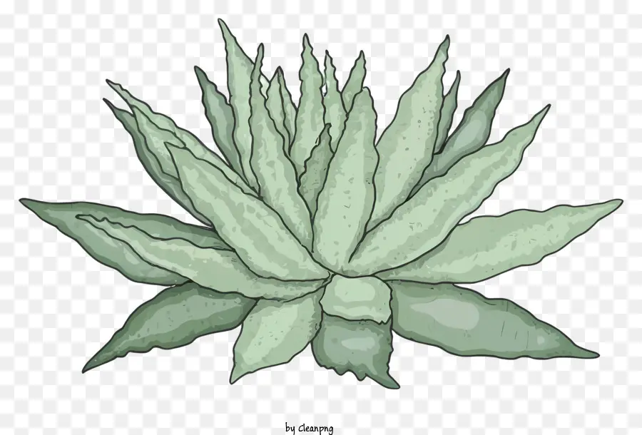 La Historieta，Planta De Cactus PNG