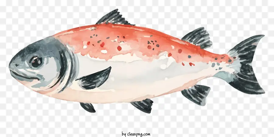 Pescado Rojo Y Blanco，Pescado De Rayas Negras PNG