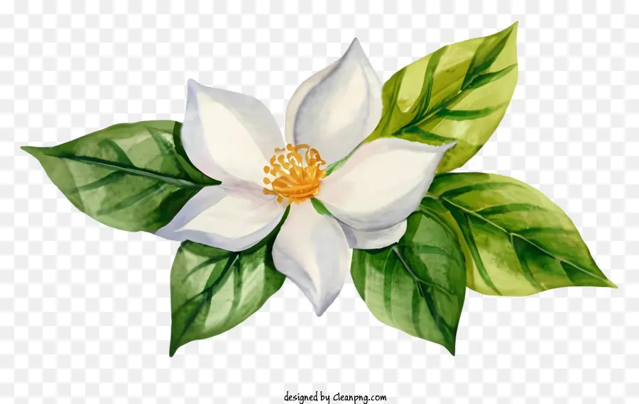 Dibujos Animados，Flor Blanca PNG