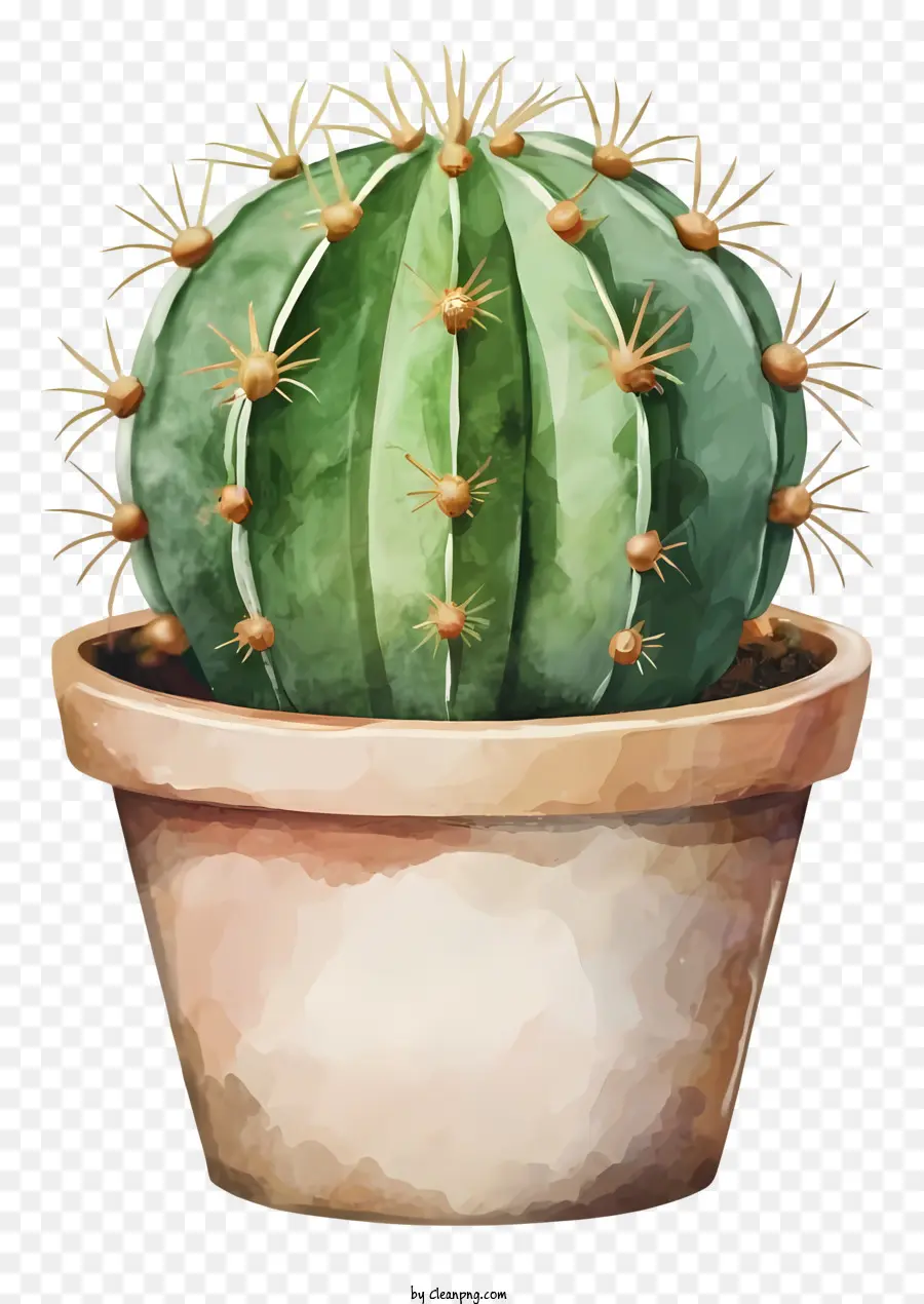 La Historieta，Cactus PNG