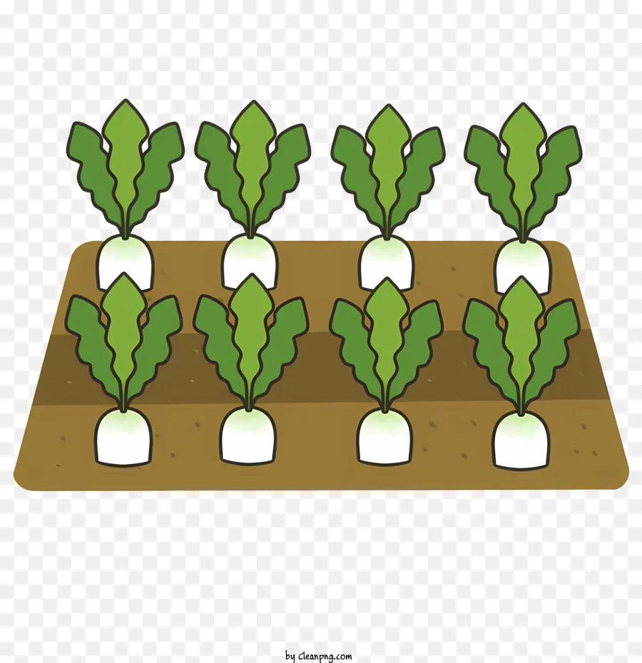 Campo De Lechuga，Plantas De Lechuga PNG