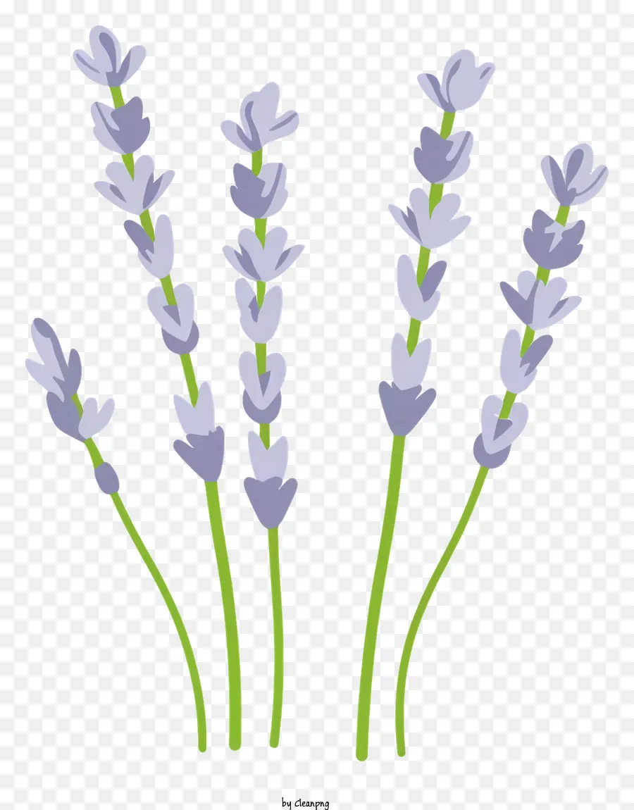 La Historieta，Las Flores De Lavanda PNG