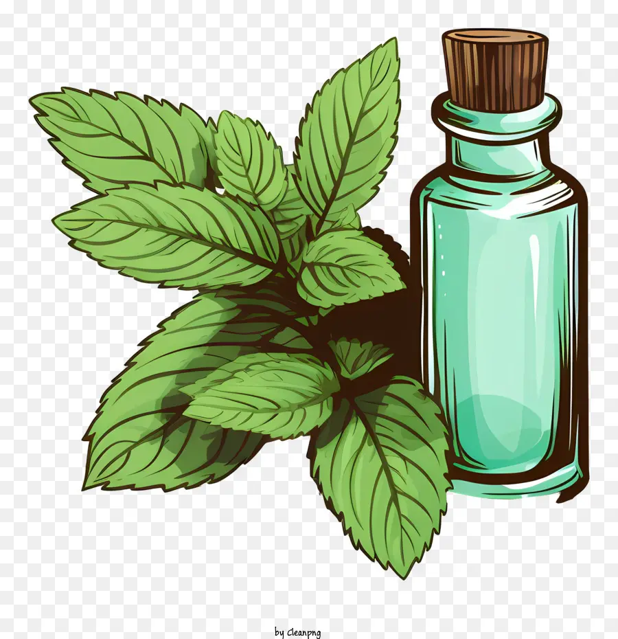 Aceite Esencial，Menta PNG