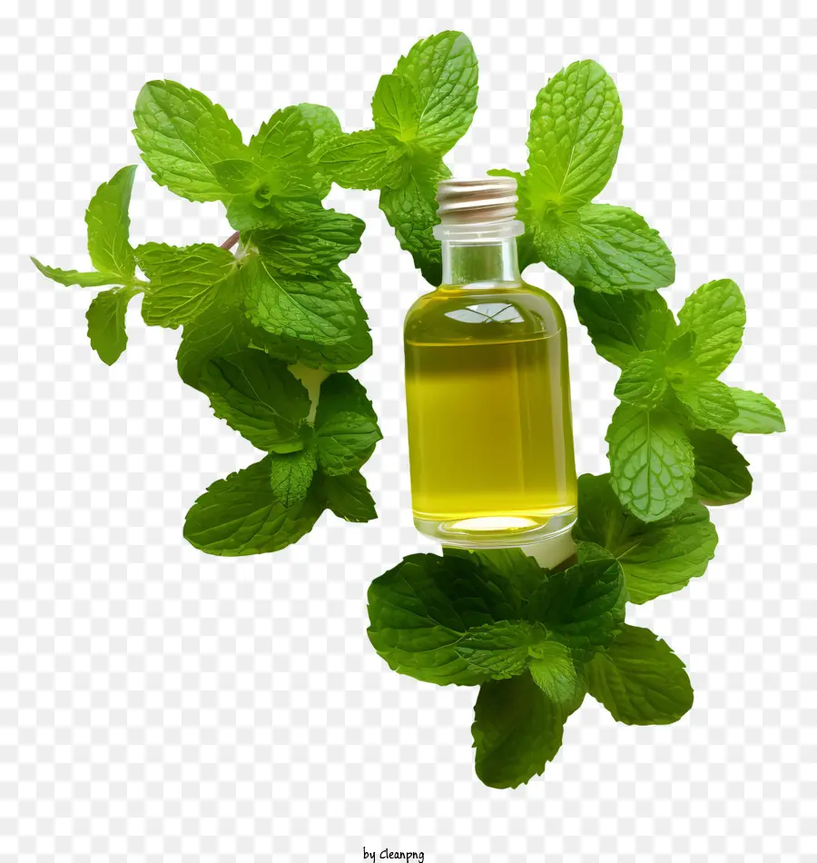 Aceite Esencial，Menta PNG