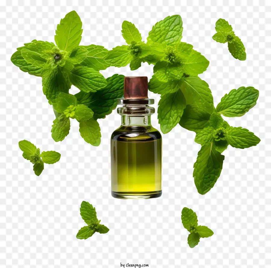 Aceite Esencial，Aceite De Menta PNG