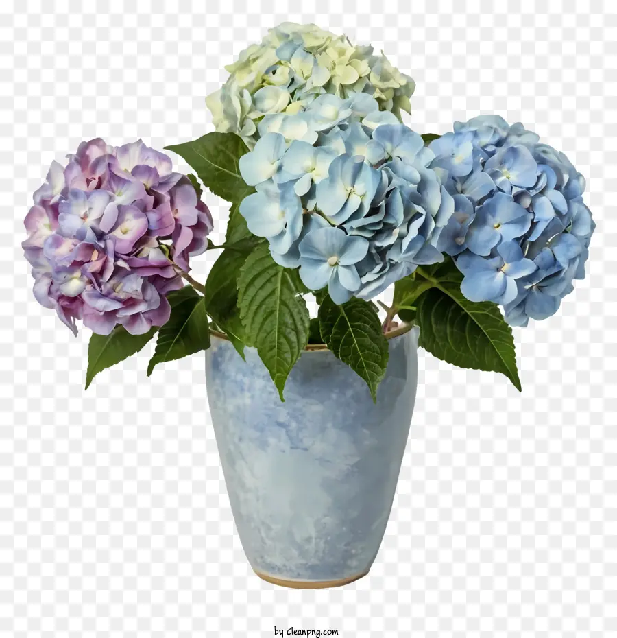 Dibujos Animados，Hortensias PNG