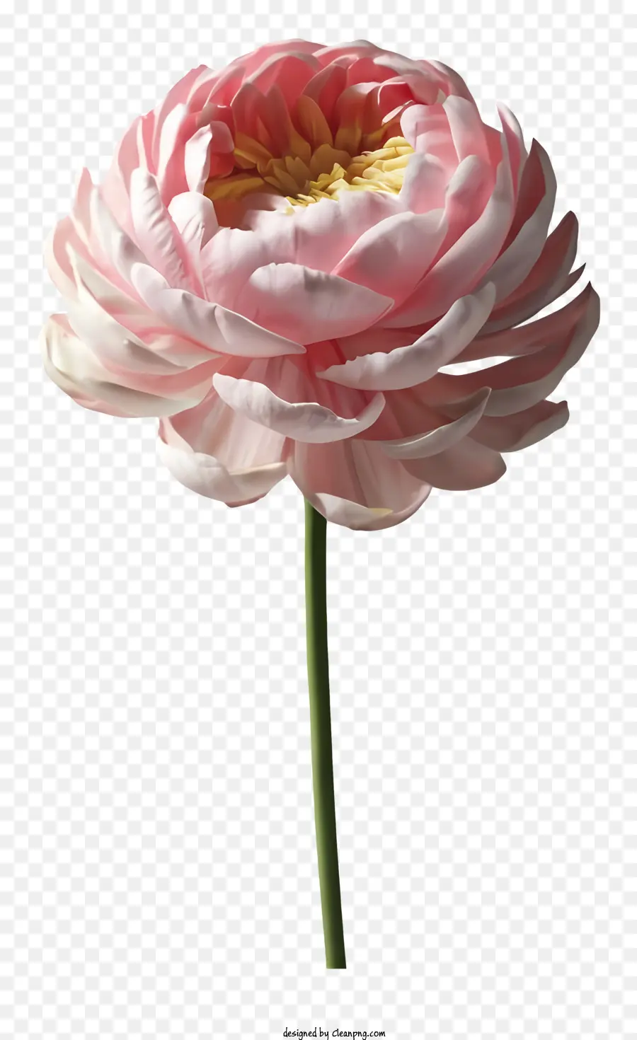 La Historieta，Flor De Margarita Rosa PNG