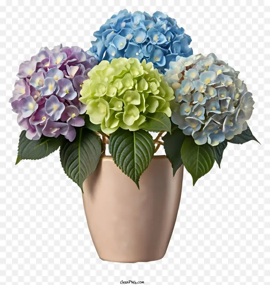 Dibujos Animados，Hortensias PNG