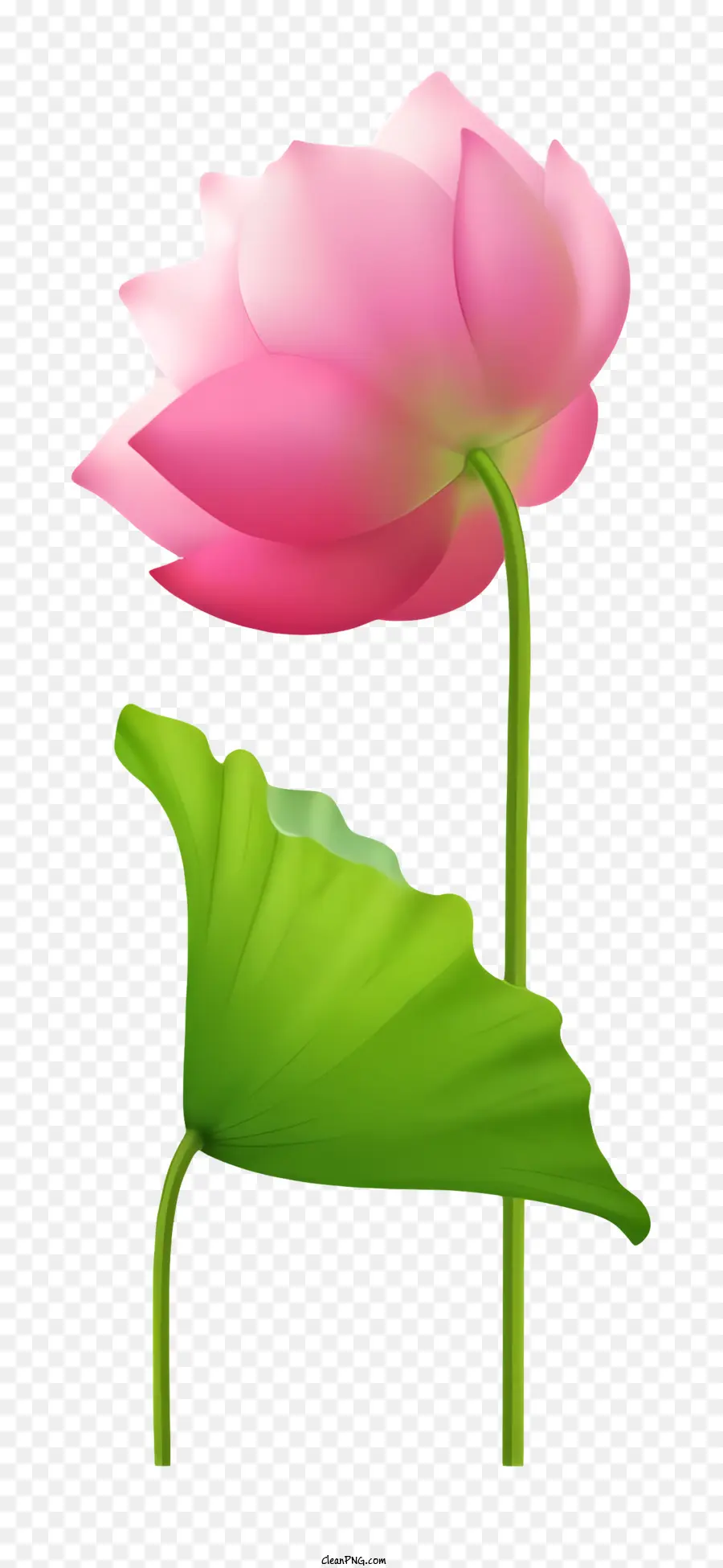 Flor De Loto Rosa，Black Background PNG