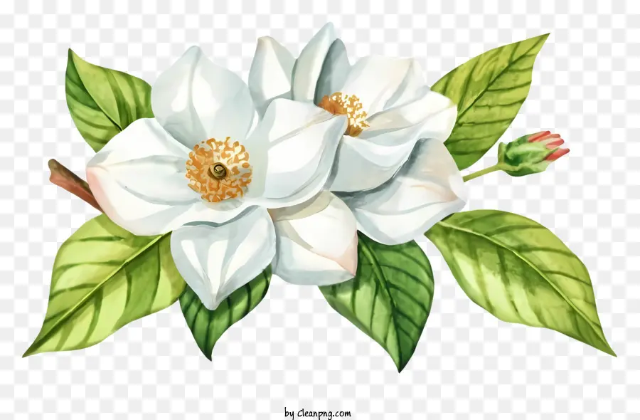 Dibujos Animados，Flor Blanca PNG