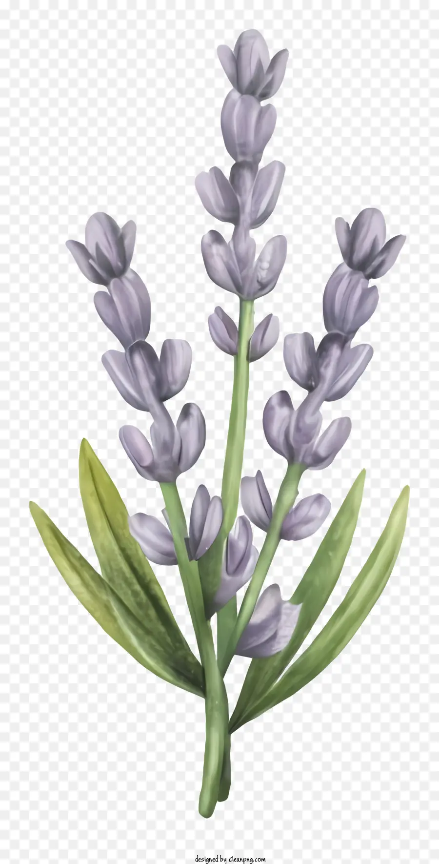 La Historieta，Lavanda Bush PNG