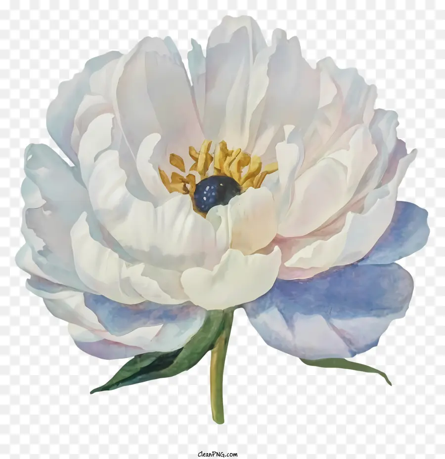 Peonía Blanca，Flower Painting PNG