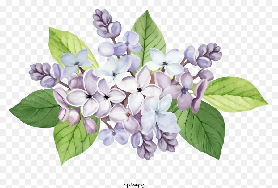 La Historieta，Flores De Color Lila PNG