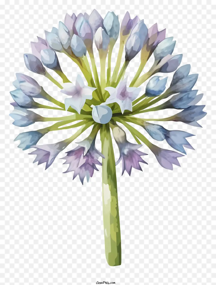 La Historieta，Flor De Cebolla Azul Púrpura PNG