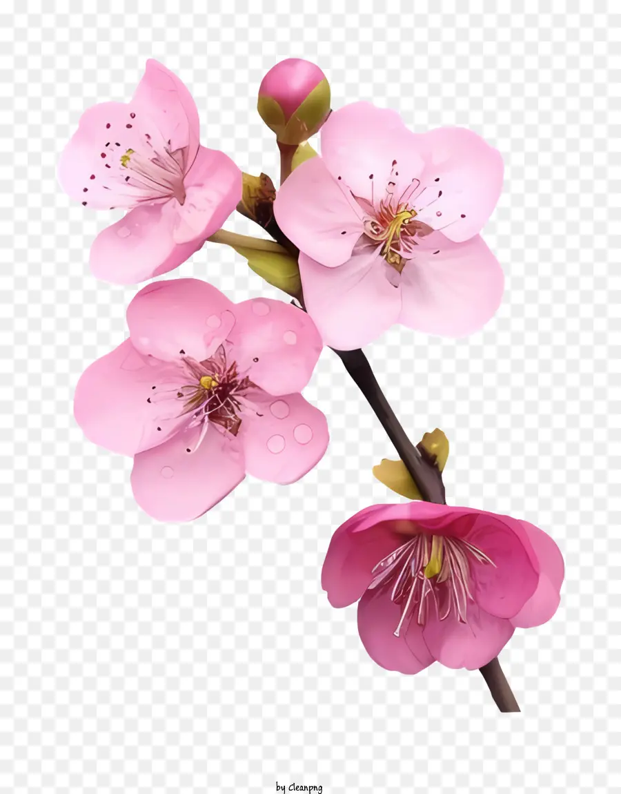 Arte，Flores De Cerezo PNG