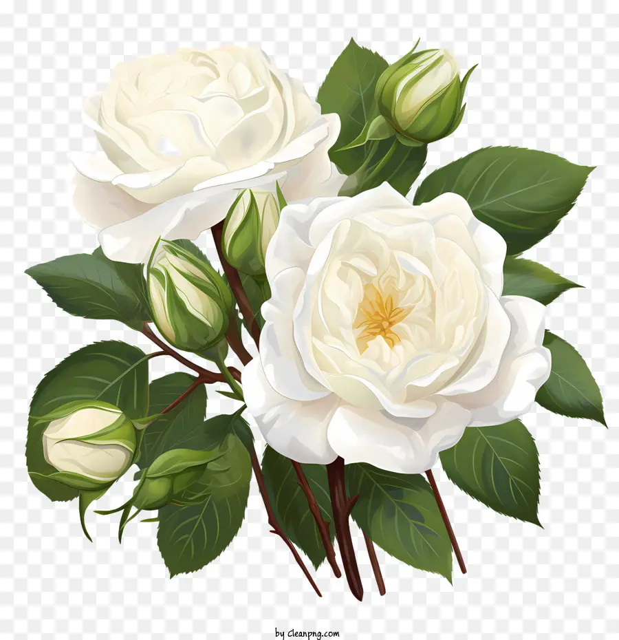 Flor De Rosa Blanca，Las Rosas Blancas PNG