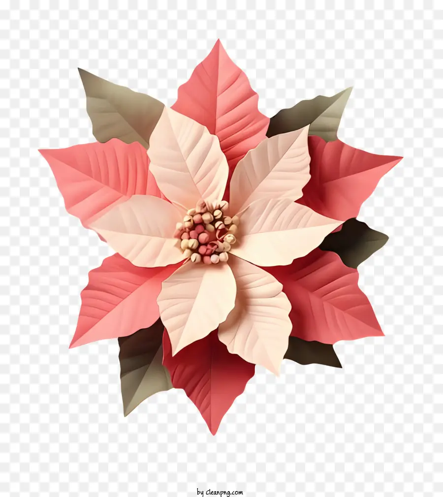 Flor De Poinsettia Rosa，Pétalos PNG