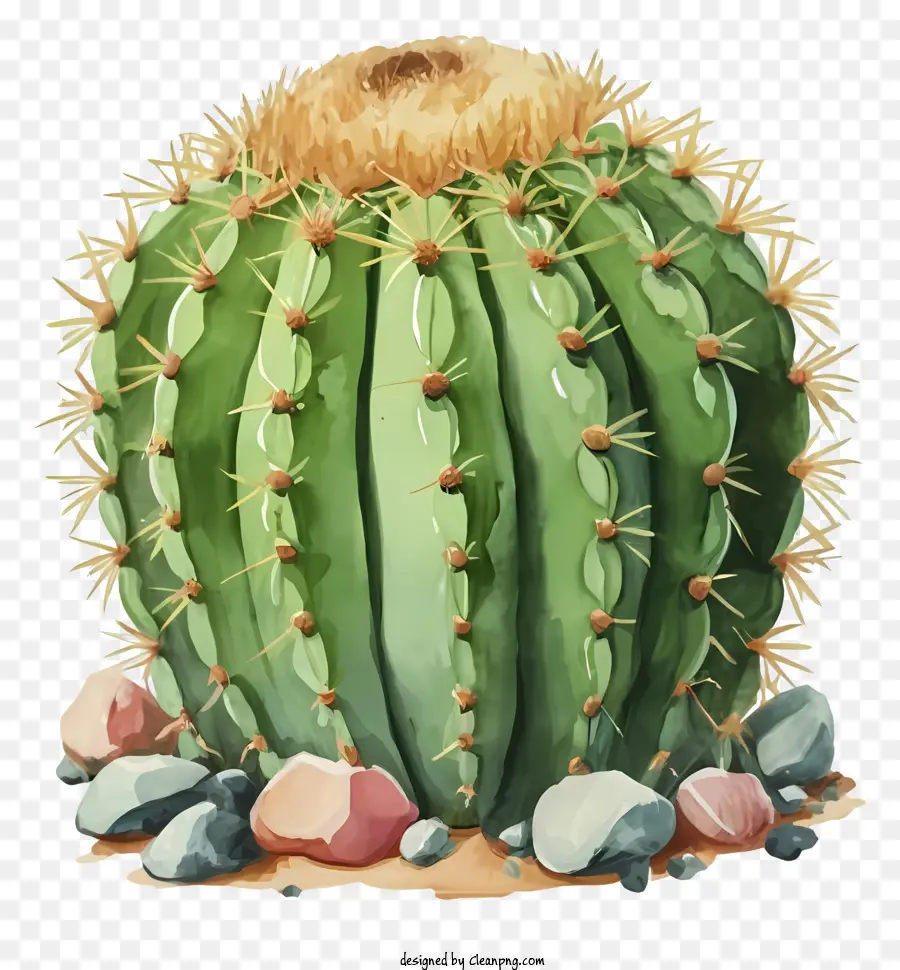 Dibujos Animados，Cactus PNG