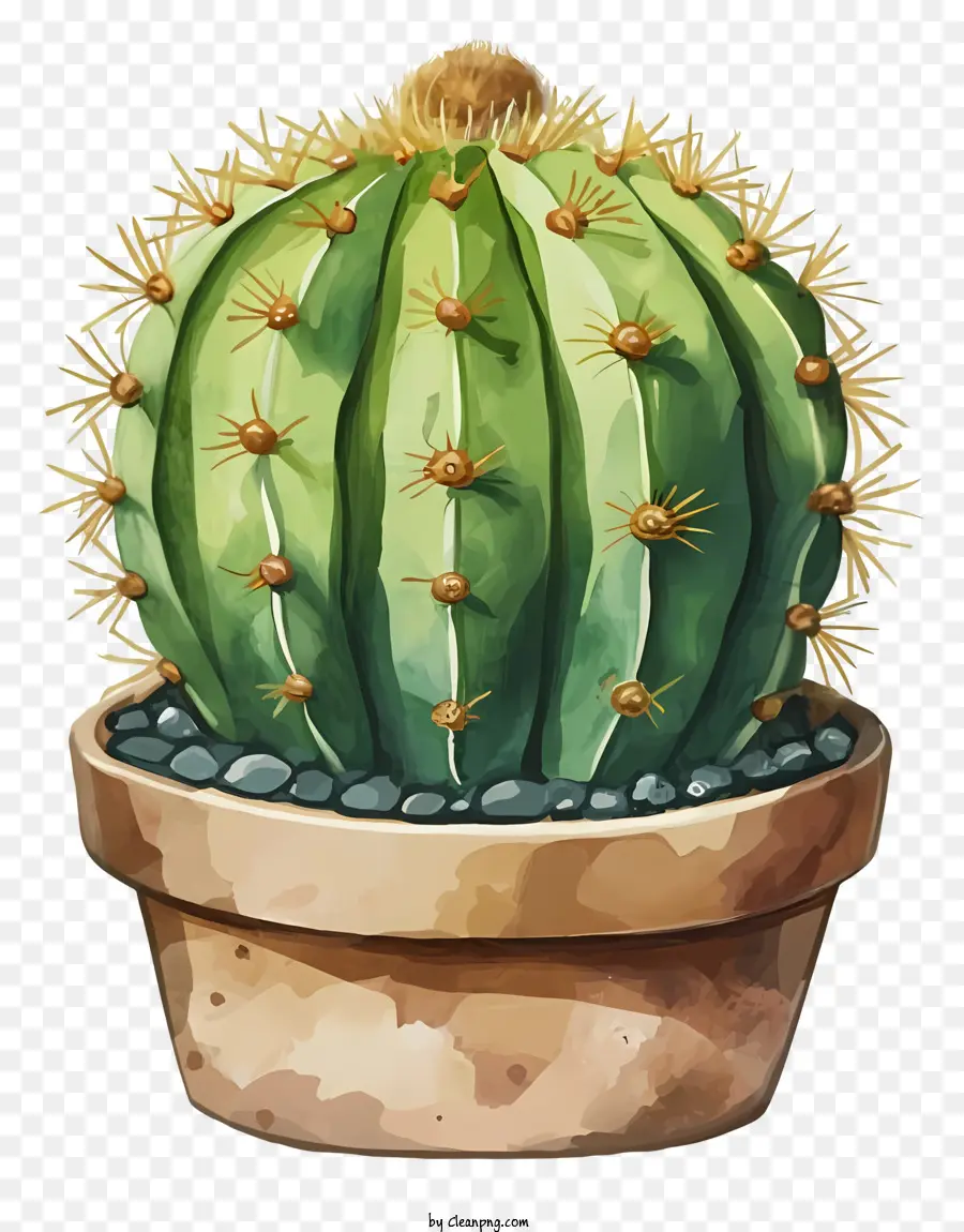 La Historieta，Planta De Cactus PNG