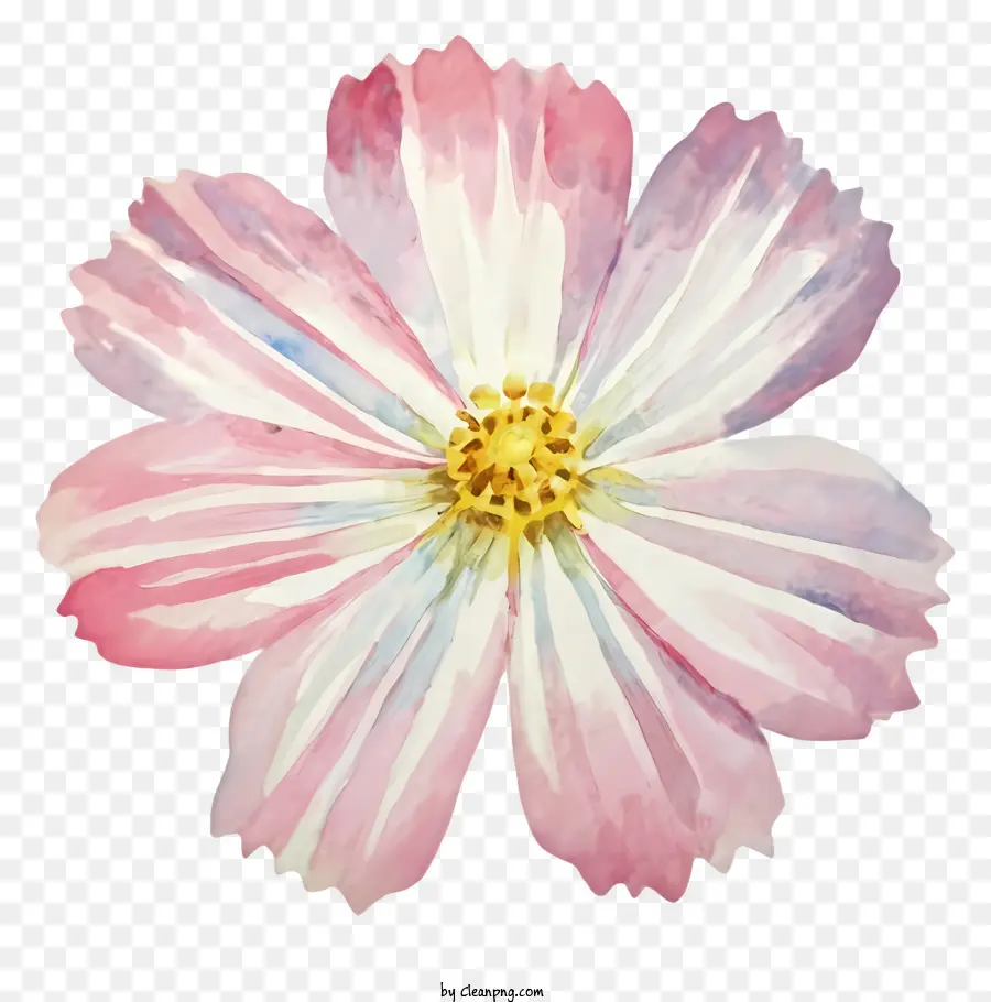 La Historieta，Rosa Acuarela De Flores PNG