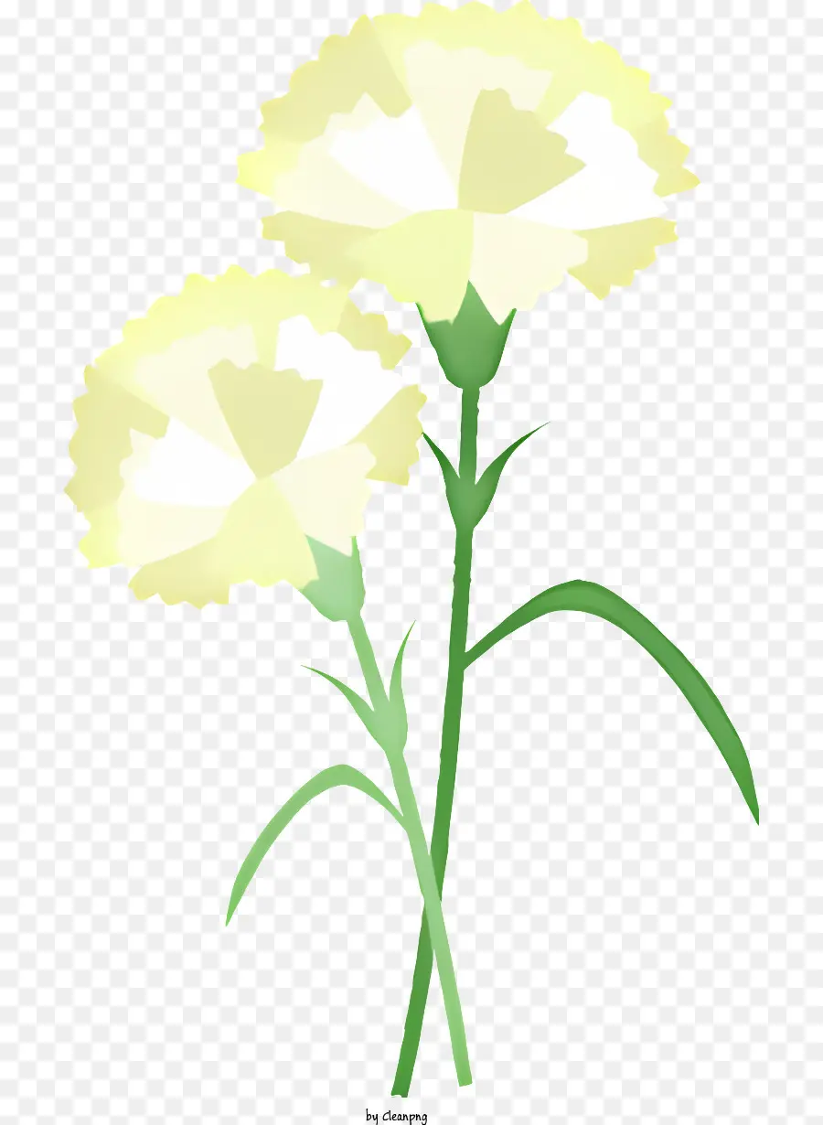 Clavel Blanco，Los Pétalos De Las Flores PNG