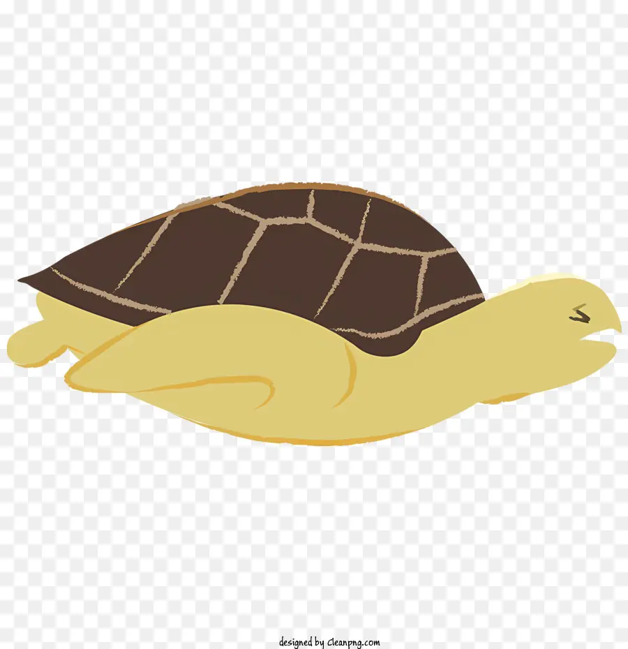 Tortuga，Tortuga De Fondo PNG