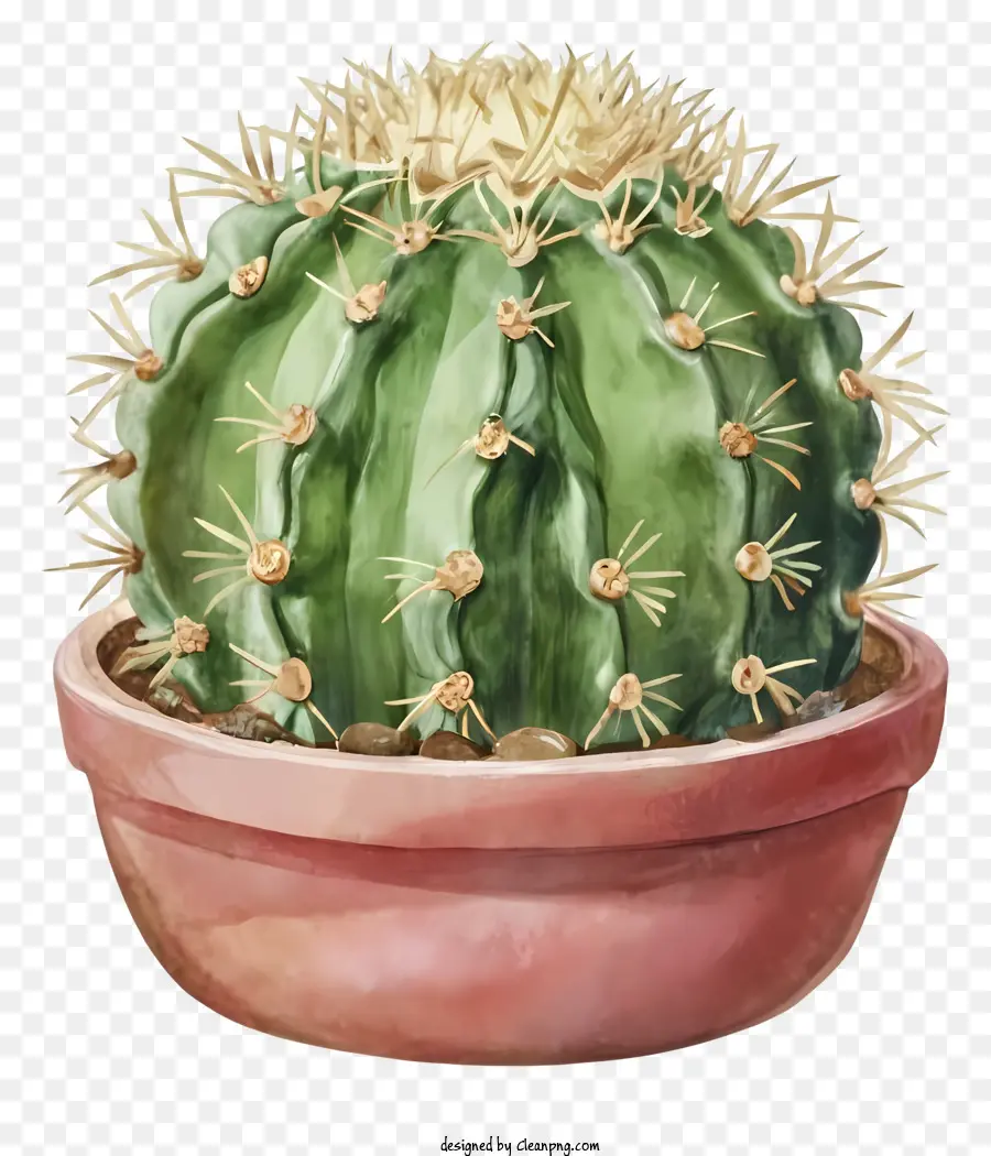 La Historieta，Macetas De Cactus PNG