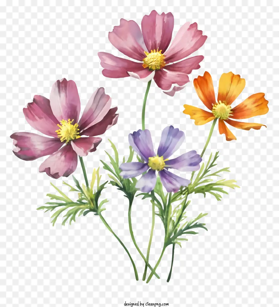 Dibujos Animados，Flores Del Cosmos PNG