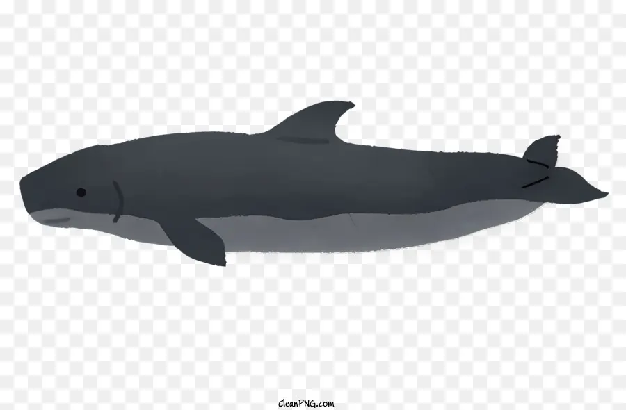 Naturaleza，Ballena Negra PNG