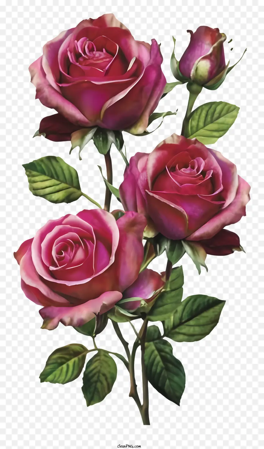 La Historieta，Rosas De Color Rosa PNG