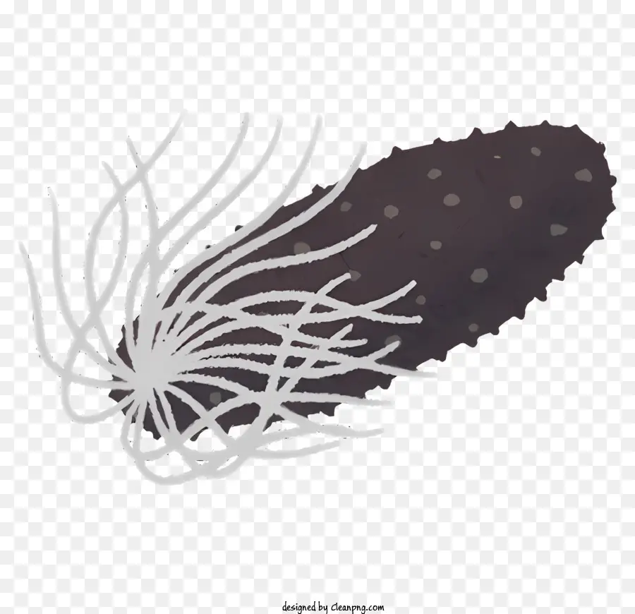 Naturaleza，Las Medusas PNG