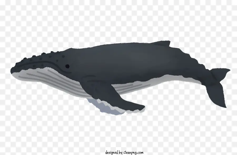 Naturaleza，Ballena PNG