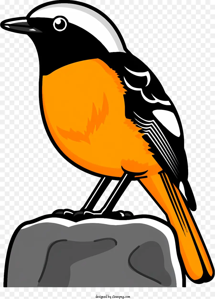 Aves，Pájaro Naranja Y Negro PNG