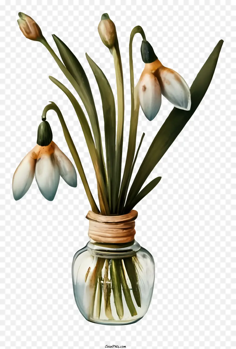 Dibujos Animados，Campanillas De Invierno En Florero PNG