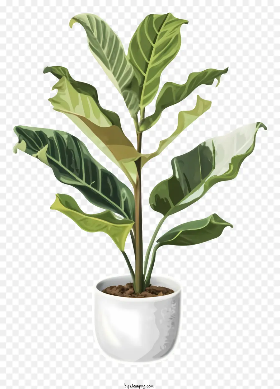 Dibujos Animados，Planta En Maceta PNG