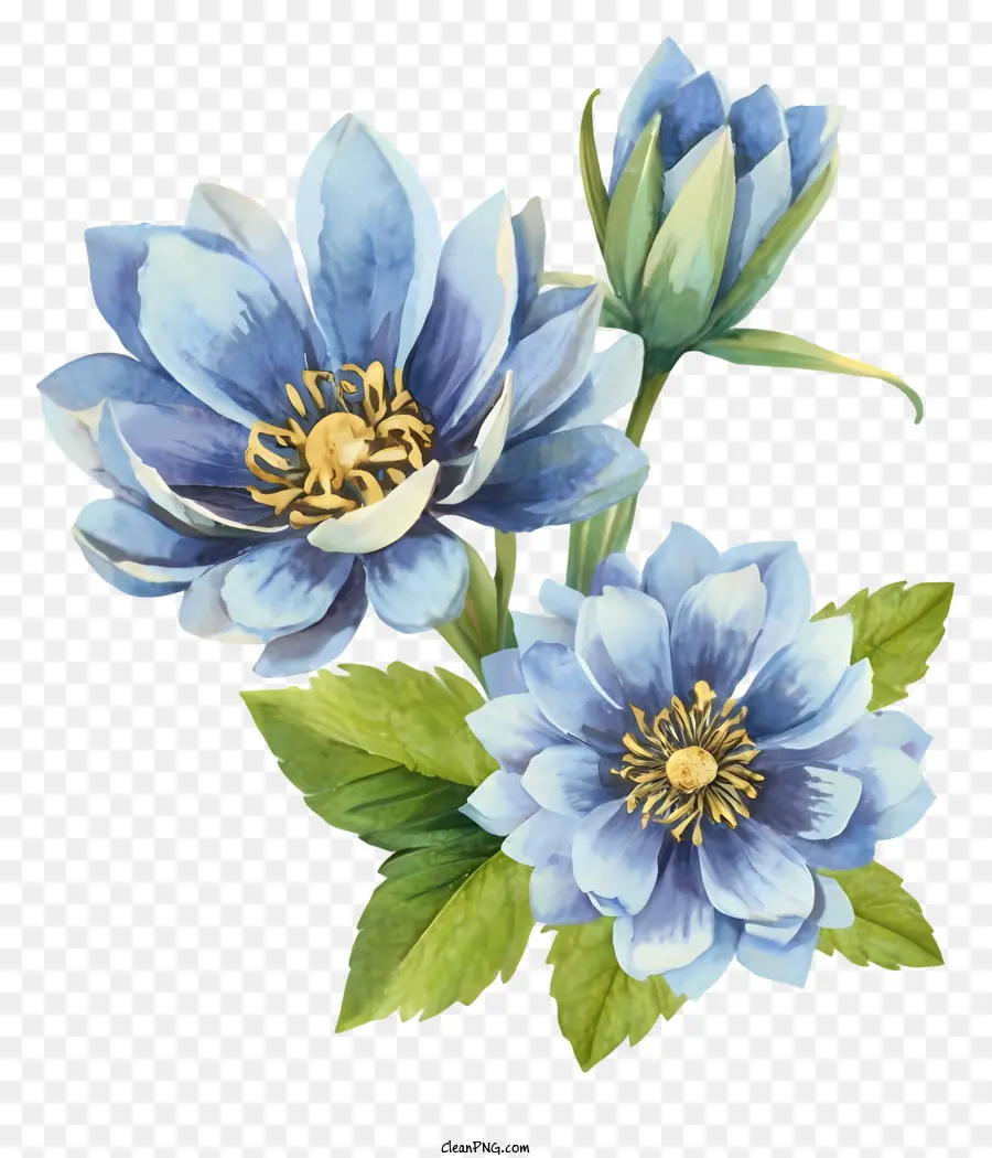 La Historieta，Flores De Color Azul PNG
