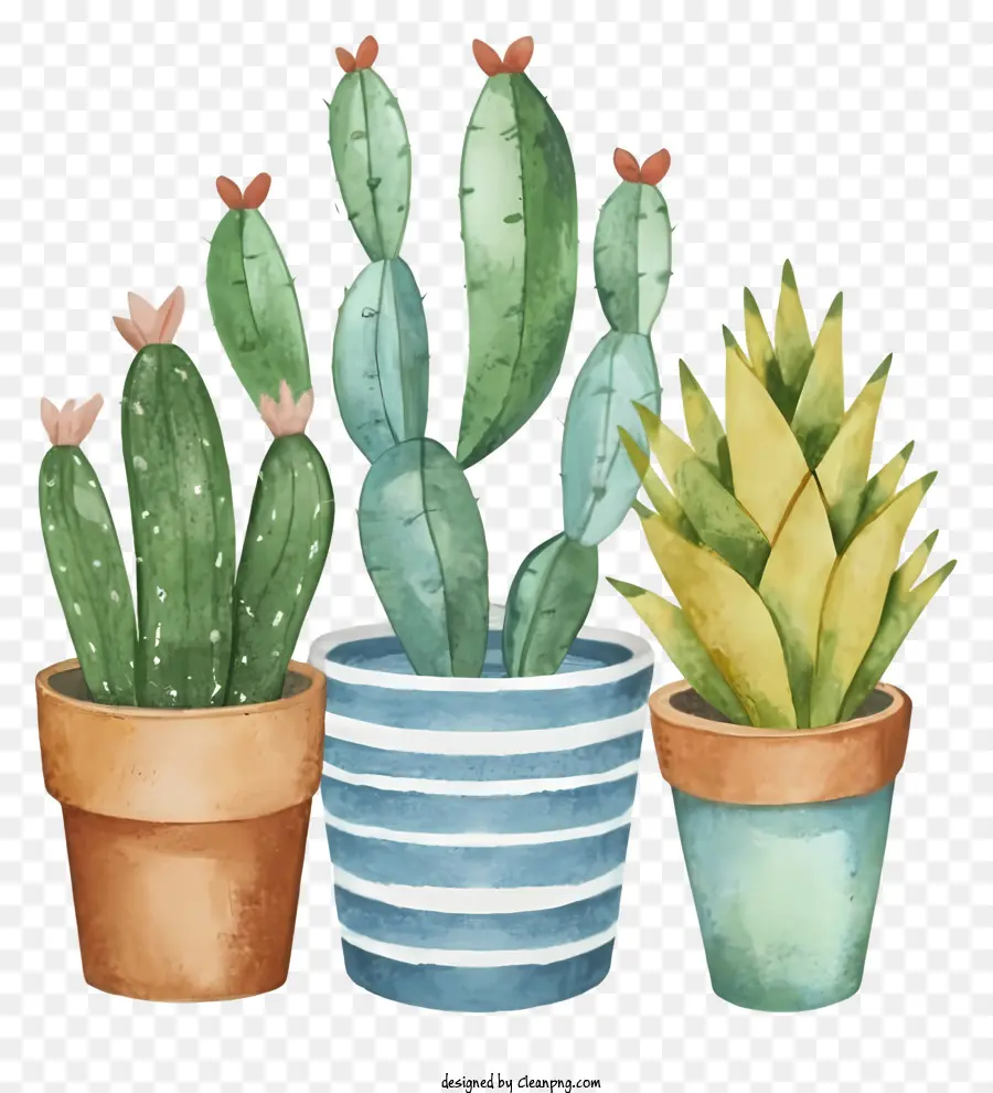 La Historieta，Cactus En Maceta PNG