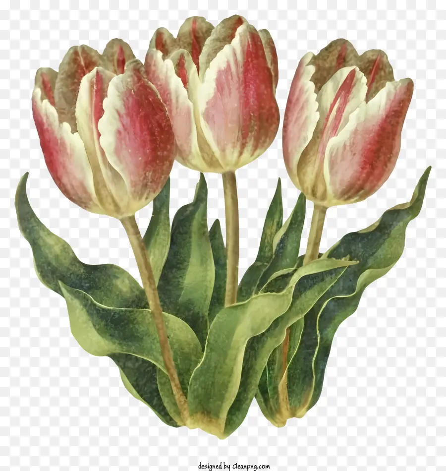 Dibujos Animados，Tulipanes PNG