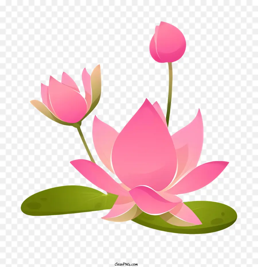 Bodhi Día，Flor De Loto Rosa PNG
