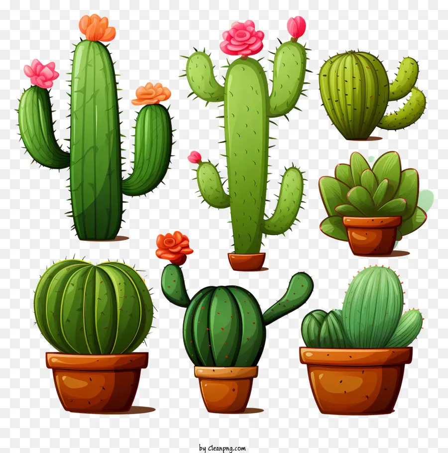 Suculentas De Garabatos，Plantas De Cactus PNG