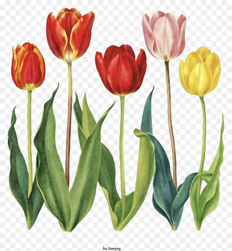 Sobre，Tulipanes Coloridos PNG