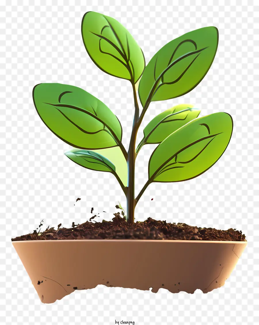 Brotar，Pequeña Planta De PNG