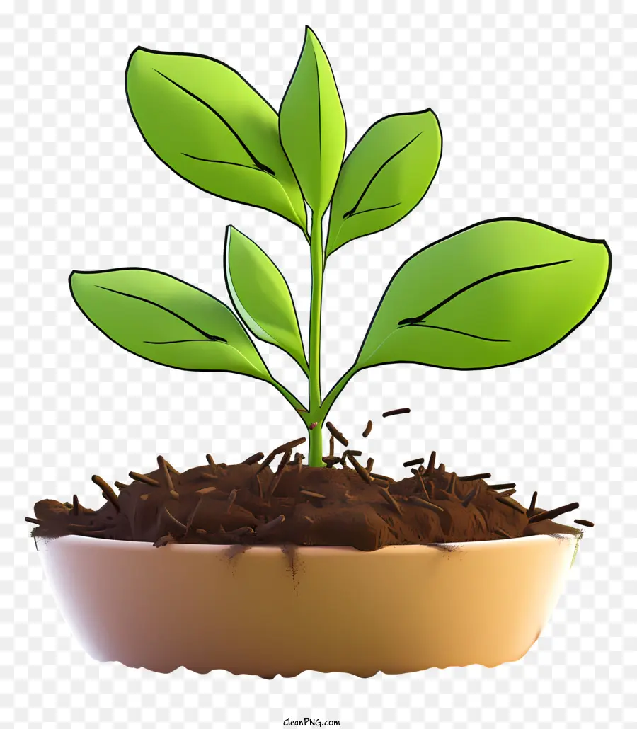 Brotar，El Crecimiento De La Planta PNG