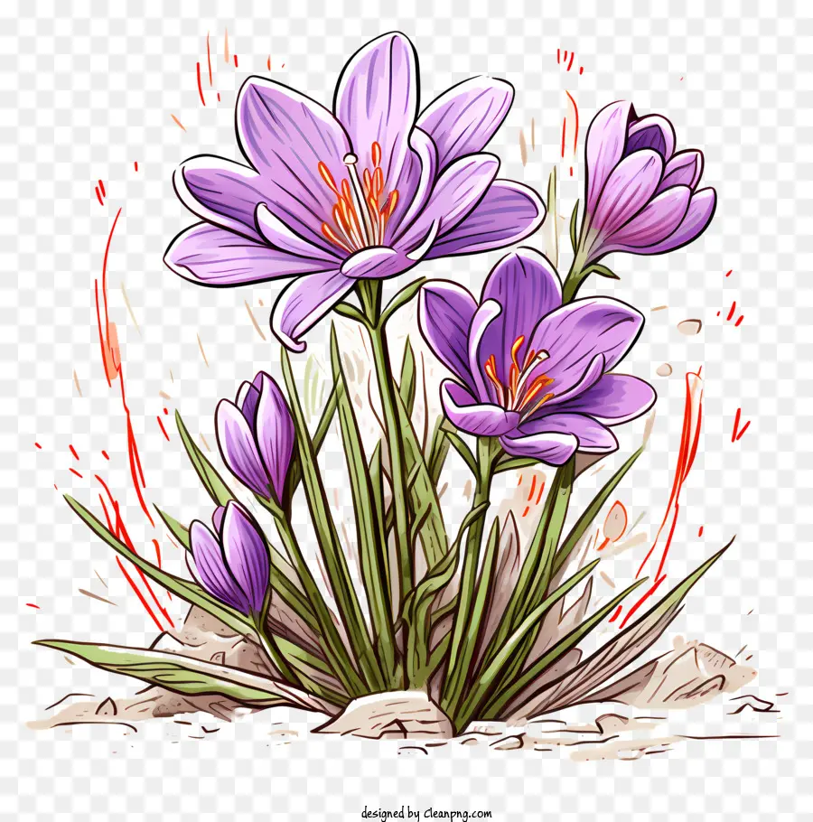 Crocus，Flores De Azafrán PNG