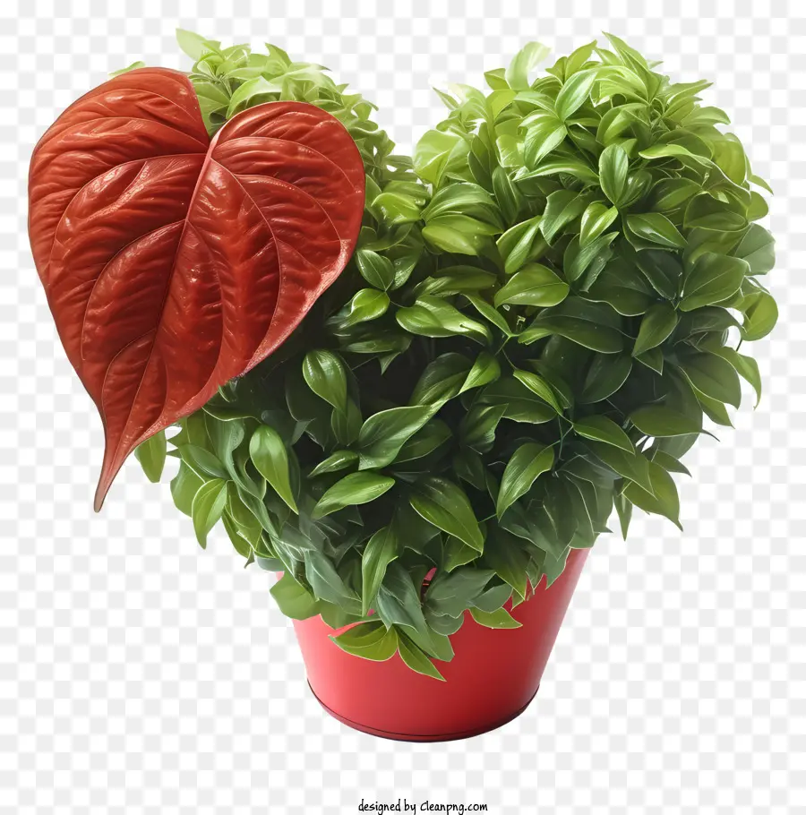 Planta De San Valentín，Planta En Forma De Corazón PNG