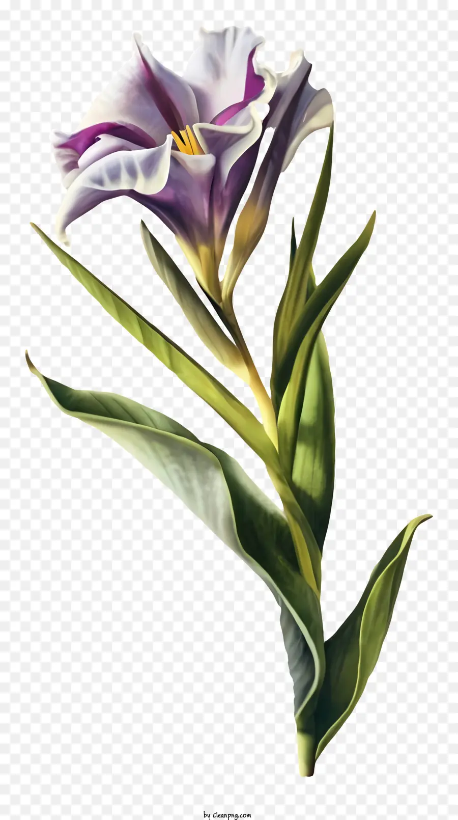 La Historieta，Flor Blanca Y Morada PNG